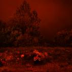 5c8ae55e2000009d036fedcb