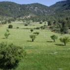 Viñas, naranjos, olivos y almendros pueblan los valles de éste municipio cercano a las zonas afectadas por el fuego. También se pueden contemplar olivos milenarios en sus cercanías, y los montes en derredor, cubiertos de pinos, robles y alga...