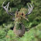 Segundo puesto: Runner-up Comedy Wildlife Photography Awards