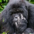 Tercer puesto: Runner-up Comedy Wildlife Photography Awards