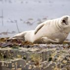 Finalista: Comedy Wildlife Photography Awards