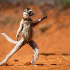 Finalista: Comedy Wildlife Photography Awards