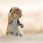 Finalista: Comedy Wildlife Photography Awards