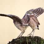 Finalista: Comedy Wildlife Photography Awards