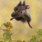 Finalista: Comedy Wildlife Photography Awards