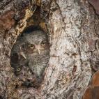 Finalista: Comedy Wildlife Photography Awards