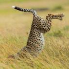 Finalista: Comedy Wildlife Photography Awards