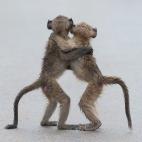 Finalista: Comedy Wildlife Photography Awards