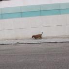 5c8b3c7f230000dd04246d88