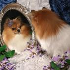 ¿Hay algún animal que te represente? ¿No te satisfacen las especies que la naturaleza te ofrece? Tienes la oportunidad de materializar a la criatura híbrida que hasta ahora solo existía en tu mente. Desde el dragón-medusa hasta la cebra-pe...