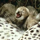 5c8b8294360000a61b6d4342