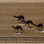 5c8b7cdf2500000d04cacb26