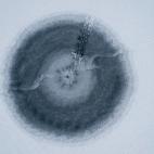 5c8b7ce1250000e203cacb30