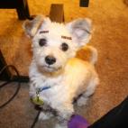 5c8b82a5360000e01c6d4374