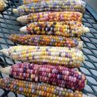 Cuando uno piensa en maíz, "bonito" quizá no sea lo primero que se aparece en la mente. Pero el maíz multicolor, o maíz de gemas de cristal, como dice su nombre en inglés (glass gem corn) es un caso aparte. Este grano se había perdido ha...
