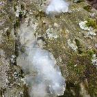 Aunque parece hecha de hielo, la gelatina de las estrellas, o star jelly, es una sustancia blanda que se encuentra por el monte o en las ramas de los árboles. También recibe los nombres de astromyxin, podredumbre estelar, gelatina astral, caca...