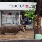 Un hipopótamo pasea por una calle inundada en Tbilisi, Georgia, el 14 de junio. Tigres, leones, osos y lobos se escaparon del zoo tras unas inundaciones que destrozaron las instalaciones. Al menos diez personas, incluyendo tres trabajadores del...