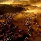 Pastores turcos guían al ganado a través del monte Nemrut hacia Kiyiduzu el 25 de junio.