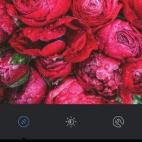 Es el nombre del perro de montaña bernés de Mike Krieger, que tiene su propia cuenta de Instagram.