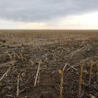 El verano de 2012 fue el m&aacute;s c&aacute;lido y seco desde que se tienen registros. La mitad de EEUU se declar&oacute; zona catastr&oacute;fica y en muchas zonas se perdi&oacute; el 90% de las cosechas.