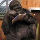 Koko, la gorila criada en cautiverio que se convirti&oacute; en una celebridad internacional por su dominio del lenguaje de signos, muri&oacute; el 21 de junio en California a los 46 a&ntilde;os. La primate falleci&oacute; &quot;mientras do...