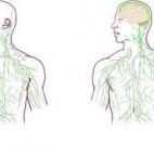 Los libros de texto estaban equivocados: el sistema linfático, una red de vasos que sirve para transportar células del sistema inmunitario y para eliminar residuos, no se detiene en el cuello como aparece retratado en todos los dibujos anatóm...
