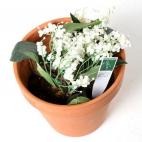 Se usó en el set y es artificial, así que no puede hacer daño. Precio de salida: 500 dólares