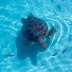 Vía Flickr:daniel.chodusov.