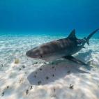 Vía thelovelyseas, Tumblr.