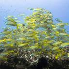 Vía Flickr:Dominic Scaglioni.