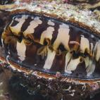 5c8b0ba9360000c81a6c5858