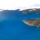 5c8b0bac2400000a05a3f811