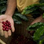 Sí. Si hay algo que siempre va asociado a Colombia es su café. En torno al Eje Cafetero —también conocido como Triángulo del Café—, que reúne los departamentos de Caldas, Quindío, Risaralda y el norte del Valle del Cauca, se desarroll...