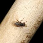 Las moscas son el gran enemigo de los amantes de la fruta fresca. La cerveza es un aliado para mantener a estos insectos lejos de la comida. Pon cerca de la fruta que tienes fuera de la nevera un vaso poco profundo de cerveza cubierto de papel f...