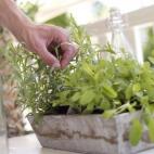 ¿Te vas de vacaciones? No dejes que tus plantas se mueran de sed gracias a las botellas vacías de cerveza. Llénalas de agua y cúbrelas con un corcho que tenga un pequeño agujero. Colócalas colgadas boca abajo encima de tus macetas. Cuando ...