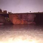 Se asoma por debajo de la puerta y aúlla durante media hora. Solíamos dejar la puerta abierta, pero le daba patadas.