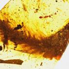 En Parque Jurásico, todo comenzaba con la extracción del ADN de los dinosaurios de un mosquito que había quedado conservado en un fragmento de ámbar. Seguro que muchos recordaron ese pasaje de la película de Steven Spielberg cuando tuvieron...