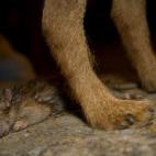 No estaban buscando qué permitiría el advenimiento de un apocalipsis zombi, pero este equipo estadounidense de científicos acabó descubriendo algo parecido: los genes permanecen vivos incluso días después de que sus dueños, los animales q...