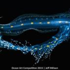 Ganadora del Best of Show y de la categoría Macro: "Estaba buceando con un miembro de la familia Roddenberry (de Star Trek) y estábamos viendo desfilar a alienígenas subacuáticos cuando pasó nadando a nuestro lado esta anguila en fase larva...