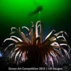 Ganadora de la categoría Agua fría: "La anémona del Mar del Norte (Bolocera tuediae) puede encontrarse en las frías y verdes aguas del fiordo de Oslo, en Noruega, a una profundidad de 25 metros o más, como un oasis en el barro. Una especie ...