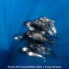 Ganadora de la categoría Retrato: "En una jornada de navegación por el Mediterráneo, vi a una gran manada de ballenas piloto. Me aceptaron entre ellas y se pusieron a girar a mi alrededor en las cristalinas aguas azules del mar. Fue una exper...