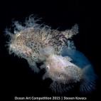 Ganadora de la categoría Comportamiento de la vida marina: "Cuando un pejesapo rayado hembra está preparado para desovar, sube a la superficie seguida por el macho. A medida que la hembra libera los huevos, el macho va fecundándolos. Cuando, ...