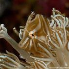 Ganadora de la categoría Macro de cámara sin espejo: "Una pequeña lija se camufla en el coral. Utilicé 2 dioptrías, que tienen una distancia focal muy corta, para hacer esta fotografía, así que tuve que contenerme para evitar asustar a es...