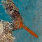 Ganadora de la categoría Comportamiento con cámara sin espejo: "Buceando, pude contemplar el apareamiento completo entre un macho y una hembra. Fue como si bailaran, muy emocionante. Cuando te das cuenta de que parte de los huevos queda fuera ...