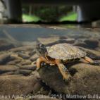Ganadora de la categoría Gran angular con cámara sin espejo: "Encontré este galápago de bosque en un precioso arroyo de montaña en Pensilvania. Estos galápagos son una especie en peligro de extinción y es un privilegio poder encontrar alg...