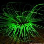 Ganadora de la categoría Macro de cámara compacta: "El uso de estos filtros en particular resalta la fluorescencia de algunos animales. Normalmente se usan cuando se bucea por la noche, aunque yo los utilicé de día".-- Alessando Raho