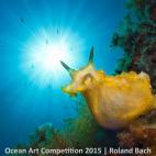 Ganadora de la categoría Nudibranquios: "Esta fotografía se tomó en la costa norte de la isla de Menorca en un lugar llamado Punta den SIulet. En ella se muestra a una Felimare picta. El problema estaba en tener al sol y al nudibranquio a la ...