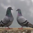 Sería la peor pesadilla para los activistas por los derechos de los animales. Se cuenta que se mató a 300 aves la única vez que este deporte se consideró olímpico en los Juegos de París de 1900. El belga Leon de Lunden mató a 21 palomas p...