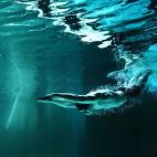 William Dickey, del equipo estadounidense, sigue siendo el campeón olímpico de inmersión de longitud tras ganar el oro en los Juegos de San Luis, Misuri, en 1904... más que nada porque el evento no volvió a repetirse. Dickey recorrió 19 me...