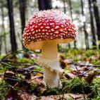 5c8a79883b000054066c056c